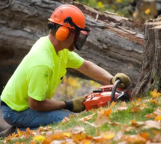 tree services Laurel Hollow